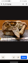 Load image into Gallery viewer, Psittacosaur Skull Cast Replica Dinosaur Reproduction Dinosaur