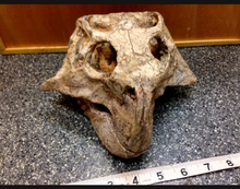 Load image into Gallery viewer, Psittacosaur Skull Cast Replica Dinosaur Reproduction Dinosaur