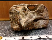 Load image into Gallery viewer, Psittacosaur Skull Cast Replica Dinosaur Reproduction Dinosaur