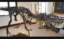 Load image into Gallery viewer, Allosaurus: Juvenile Allosaurus Skeleton cast replica