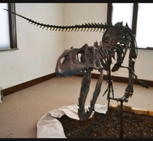 Load image into Gallery viewer, Allosaurus: Juvenile Allosaurus Skeleton cast replica