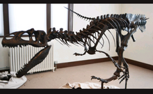 Load image into Gallery viewer, Allosaurus: Juvenile Allosaurus Skeleton cast replica