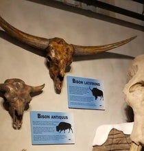 Cargar imagen en el visor de la galería, Bison latifrons fossil skull cast replica