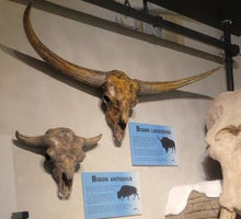 Cargar imagen en el visor de la galería, Bison latifrons fossil skull cast replica