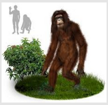 画像をギャラリービューアに読み込む, 2013(?) Orang Pendek #4 Footprint cast replica #4