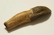 Load image into Gallery viewer, Camarasaurus Tooth Fossil Cast Replica Dinosaur Tooth #1