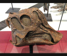 Charger l'image dans la galerie, Lambeosaurus Dinosaur Skull Cast Replica Resin Duckbilled Hadrosaur
