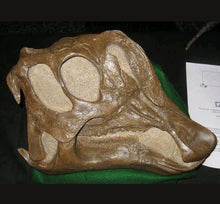 Charger l'image dans la galerie, Lambeosaurus Dinosaur Skull Cast Replica Resin Duckbilled Hadrosaur