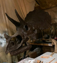 Load image into Gallery viewer, Triceratops skull cast replica reproduction for sale