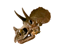Load image into Gallery viewer, Triceratops skull cast replica reproduction for sale