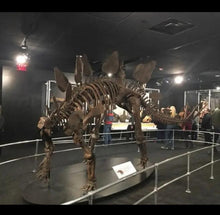 Load image into Gallery viewer, Stegosaurus Skeleton cast replica #2 AMNH