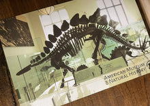 Load image into Gallery viewer, Stegosaurus Skeleton cast replica #2 AMNH