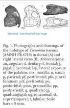 Load image into Gallery viewer, Tersomius non Dinosaur Fossil Cast Tiny Amphibian dinosaur Tersomius   skull fossil cast replica reproduction