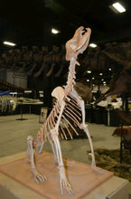Load image into Gallery viewer, Pleistocene Wolf Skeleton cast replica cast replica reproduction Fossils