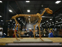 Load image into Gallery viewer, Pleistocene Wolf Skeleton cast replica cast replica reproduction Fossils