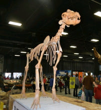Load image into Gallery viewer, Pleistocene Wolf Skeleton cast replica cast replica reproduction Fossils