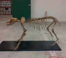 Load image into Gallery viewer, Pleistocene Wolf Skeleton cast replica cast replica reproduction Fossils