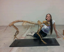 Load image into Gallery viewer, Pleistocene Wolf Skeleton cast replica cast replica reproduction Fossils