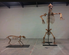 Load image into Gallery viewer, Pleistocene Wolf Skeleton cast replica cast replica reproduction Fossils