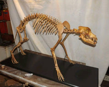 Load image into Gallery viewer, Pleistocene Wolf Skeleton cast replica cast replica reproduction Fossils