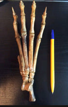 Load image into Gallery viewer, Pleistocene Wolf Skeleton cast replica cast replica reproduction Fossils
