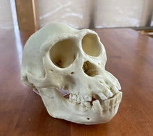 Laden Sie das Bild in den Galerie-Viewer, Male Bonobo Replica Skull Bone Clones Chimpanzee Primate Skull cast replica Updated 2023