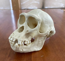 Laden Sie das Bild in den Galerie-Viewer, Male Bonobo Replica Skull Bone Clones Chimpanzee Primate Skull cast replica Updated 2023