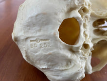 Laden Sie das Bild in den Galerie-Viewer, Male Bonobo Replica Skull Bone Clones Chimpanzee Primate Skull cast replica Updated 2023
