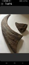 Load image into Gallery viewer, Woolly Rhino horns cast replicas