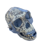 Cargar imagen en el visor de la galería, KNM-ER 1813
Homo habilis cast replica Full-size Updated 2025