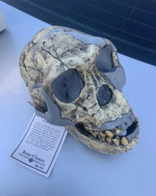 Cargar imagen en el visor de la galería, KNM-ER 1813
Homo habilis cast replica Full-size Updated 2025