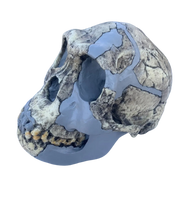 Cargar imagen en el visor de la galería, KNM-ER 1813
Homo habilis cast replica Full-size Updated 2025