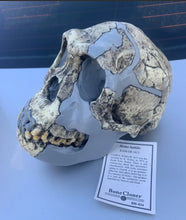 Cargar imagen en el visor de la galería, KNM-ER 1813
Homo habilis cast replica Full-size Updated 2025