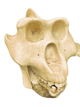 Load image into Gallery viewer, Gigantopithecus skull #1 Gigantopithecus blacki Reconstruction Price updated 2023