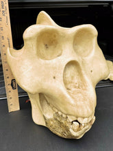 Load image into Gallery viewer, Gigantopithecus skull #1 Gigantopithecus blacki Reconstruction Price updated 2023