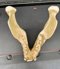 Load image into Gallery viewer, Gigantopithecus skull #1 Gigantopithecus blacki Reconstruction Price updated 2023