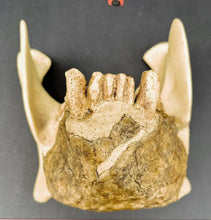 Load image into Gallery viewer, Gigantopithecus skull #1 Gigantopithecus blacki Reconstruction Price updated 2023