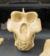 Load image into Gallery viewer, Gigantopithecus skull #1 Gigantopithecus blacki Reconstruction Price updated 2023