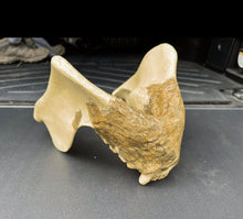 Load image into Gallery viewer, Gigantopithecus skull #1 Gigantopithecus blacki Reconstruction Price updated 2023