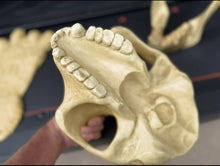 Load image into Gallery viewer, Gigantopithecus skull #1 Gigantopithecus blacki Reconstruction Price updated 2023