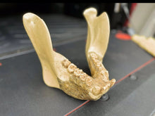 Load image into Gallery viewer, Gigantopithecus skull #1 Gigantopithecus blacki Reconstruction Price updated 2023