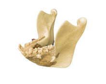 Load image into Gallery viewer, Gigantopithecus skull #1 Gigantopithecus blacki Reconstruction Price updated 2023