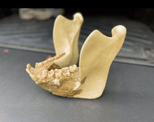 Load image into Gallery viewer, Gigantopithecus skull #1 Gigantopithecus blacki Reconstruction Price updated 2023