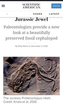 Load image into Gallery viewer, Octopus: Proteroctopus ribeti, fossil octopus cast replica