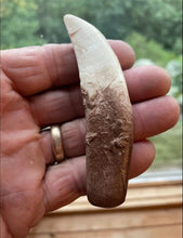 Load image into Gallery viewer, Allosaurus Dinosaur Fossil Tooth cast replica figure 4" / 10cm
