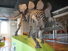 Load image into Gallery viewer, Stegosaurus skeleton cast replica #1