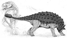 Load image into Gallery viewer, Saichania chulsanensis tail club cast replica