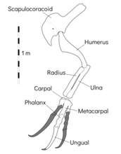 Load image into Gallery viewer, Therizinosaurus claw cast replica Dinosaur