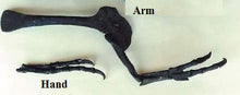 Load image into Gallery viewer, Albertosaurus Arm cast replica reproduction dinosaur fossil cast Gorgosaurus