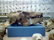 画像をギャラリービューアに読み込む, Allodesmus skull cast replica fossil cast replica (Updated 1/24)